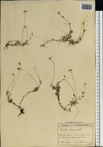 Draba sibirica (Pall.) Thell., Eastern Europe, Moscow region (E4a) (Russia)