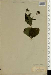 Sigesbeckia orientalis L., South Asia, South Asia (Asia outside ex-Soviet states and Mongolia) (ASIA) (Japan)