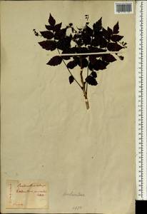 Koelreuteria paniculata Laxm., South Asia, South Asia (Asia outside ex-Soviet states and Mongolia) (ASIA) (Japan)
