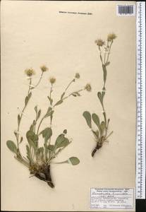 Rhinactinidia limoniifolia (Less.) Novopokr. ex Botsch., Middle Asia, Western Tian Shan & Karatau (M3) (Kazakhstan)