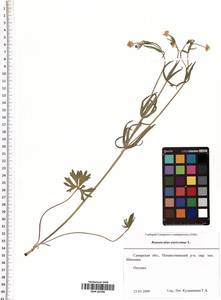 Ranunculus auricomus L., Eastern Europe, Middle Volga region (E8) (Russia)