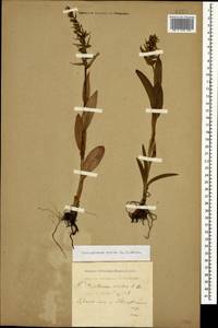 Dactylorhiza viridis (L.) R.M.Bateman, Pridgeon & M.W.Chase, Caucasus, Krasnodar Krai & Adygea (K1a) (Russia)