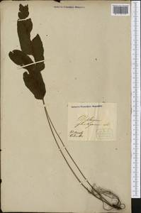 Diplazium plantaginifolium (L.) Urb., America (AMER) (Colombia)