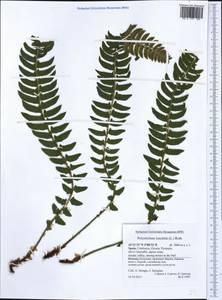 Polystichum lonchitis (L.) Roth, Western Europe (EUR) (Spain)