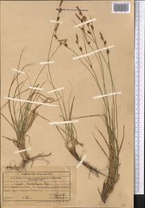 Carex turkestanica Regel, Middle Asia, Western Tian Shan & Karatau (M3) (Uzbekistan)
