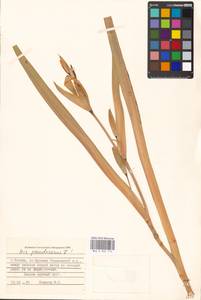 Iris pseudacorus L., Eastern Europe, Moscow region (E4a) (Russia)