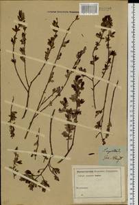 Salix myrtilloides L., Siberia, Baikal & Transbaikal region (S4) (Russia)
