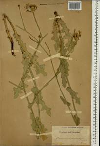 Reichardia dichotoma (DC.) Freyn, Caucasus (no precise locality) (K0)