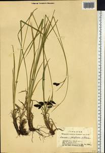 Carex aterrima subsp. aterrima, Siberia, Altai & Sayany Mountains (S2) (Russia)