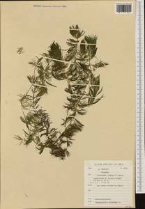 Ceratophyllum submersum L., Western Europe (EUR) (Belgium)