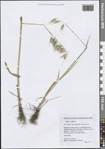 Avena sativa L., Siberia, Baikal & Transbaikal region (S4) (Russia)