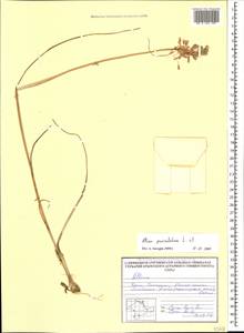 Allium paniculatum L., Crimea (KRYM) (Russia)