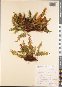 Polypodium sibiricum Sipliv., Siberia, Baikal & Transbaikal region (S4) (Russia)