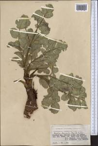 Angelica brevicaulis (Rupr.) B. Fedtsch., Middle Asia, Pamir & Pamiro-Alai (M2) (Kyrgyzstan)