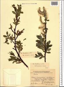 Salix kazbekensis A. Skvorts., Caucasus, North Ossetia, Ingushetia & Chechnya (K1c) (Russia)