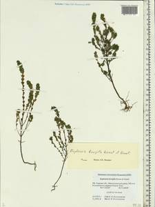 Euphrasia ×vernalis List, Eastern Europe, North-Western region (E2) (Russia)