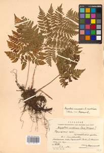 Dryopteris amurensis × austriaca, Siberia, Russian Far East (S6) (Russia)