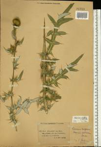 Cirsium pannonicum (L. fil.) Link, Eastern Europe, Lower Volga region (E9) (Russia)