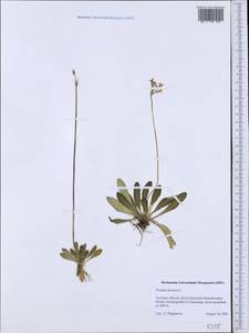 Primula farinosa L., Western Europe (EUR) (Germany)