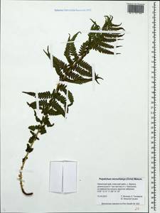 Polystichum microchlamys (Christ) Matsum., Siberia, Chukotka & Kamchatka (S7) (Russia)