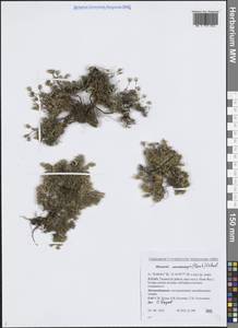 Pseudocherleria macrocarpa (Pursh) Dillenb. & Kadereit, Siberia, Western Siberia (S1) (Russia)