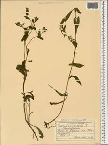 Lycopsis arvensis subsp. orientalis (L.) Kuzn., Caucasus, Azerbaijan (K6) (Azerbaijan)