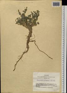 Chenopodium frutescens C. A. Mey., Siberia, Altai & Sayany Mountains (S2) (Russia)