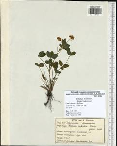 Trifolium hybridum L., Eastern Europe, Central region (E4) (Russia)