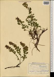 Teucrium chamaedrys L., Caucasus, Stavropol Krai, Karachay-Cherkessia & Kabardino-Balkaria (K1b) (Russia)