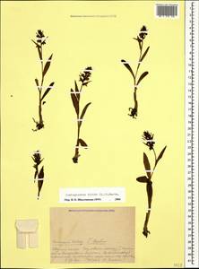 Dactylorhiza viridis (L.) R.M.Bateman, Pridgeon & M.W.Chase, Caucasus, Krasnodar Krai & Adygea (K1a) (Russia)