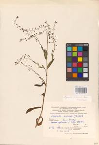 MHA 0 153 254, Myosotis nemorosa Besser, Eastern Europe, West Ukrainian region (E13) (Ukraine)