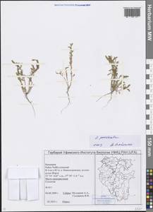 Suaeda prostrata Pall., Eastern Europe, Eastern region (E10) (Russia)