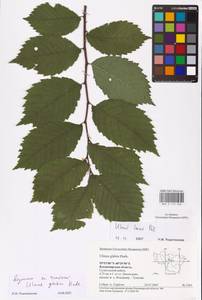 Ulmus glabra Huds., Eastern Europe, Central region (E4) (Russia)
