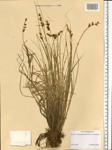 Carex mackenziei V.I.Krecz., Eastern Europe, Northern region (E1) (Russia)