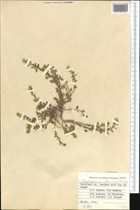 Eutrema altaicum (C.A. Mey.) Al-Shehbaz & S.I. Warwick, Middle Asia, Pamir & Pamiro-Alai (M2) (Kyrgyzstan)