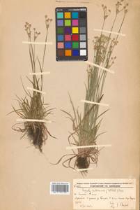 Luzula pallescens Sw., Siberia, Russian Far East (S6) (Russia)