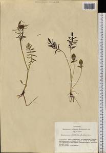 Valeriana rossica P. A. Smirn., Siberia, Altai & Sayany Mountains (S2) (Russia)