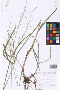 Glyceria nemoralis (R.Uechtr.) R.Uechtr. & Koern., Eastern Europe, Western region (E3) (Russia)