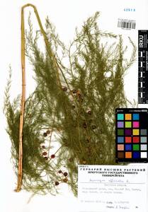 Asparagus officinalis L., Siberia, Baikal & Transbaikal region (S4) (Russia)