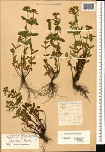 Hypericum tetrapterum, Caucasus, Stavropol Krai, Karachay-Cherkessia & Kabardino-Balkaria (K1b) (Russia)