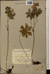 Geranium ibericum Cav., Caucasus, Georgia (K4) (Georgia)