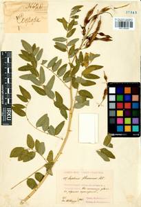 Sophora flavescens Aiton, Siberia, Baikal & Transbaikal region (S4) (Russia)