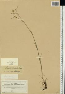 Eremogone saxatilis (L.) Ikonn., Eastern Europe, Moscow region (E4a) (Russia)