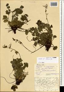 Alchemilla hebescens Juz., Mongolia (MONG) (Mongolia)