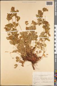 Potentilla, Middle Asia, Dzungarian Alatau & Tarbagatai (M5) (Kazakhstan)