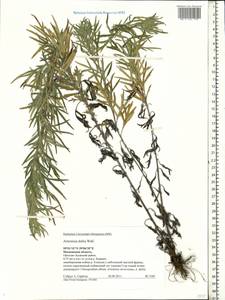 Artemisia dubia Wall. ex Besser, Eastern Europe, Moscow region (E4a) (Russia)