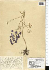 Delphinium longipedunculatum Regel & Schmalh., Middle Asia, Pamir & Pamiro-Alai (M2) (Uzbekistan)