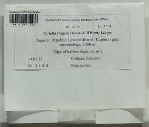 Tortella fragilis (Drumm.) Limpr., Bryophytes, Bryophytes - North Caucasus & Ciscaucasia (B12) (Russia)