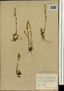 Artemisia frigida Willd., Mongolia (MONG) (Mongolia)