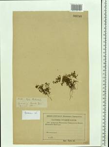 Lythrum portula (L.) D. A. Webb, Eastern Europe, Western region (E3) (Russia)